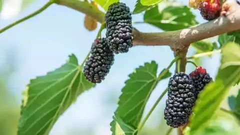 Mulbery Fruit for Immunity
